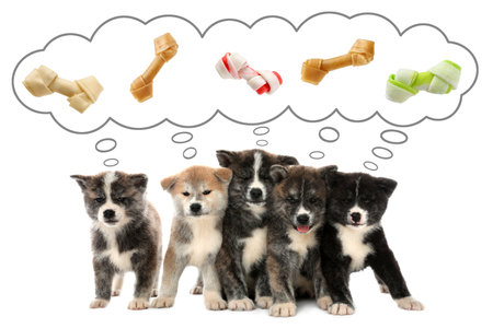 Dreaming about treat. Cute Akita Inu puppies and thought cloud with knotted bones above them on white backgroundの写真素材