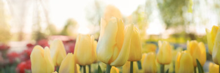 Beautiful tulips in field on sunny day, closeup. Banner designの写真素材