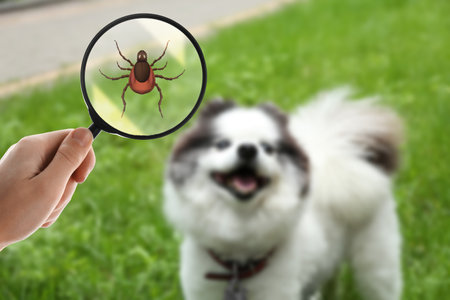 Cute dog outdoors and woman showing tick with magnifying glass, selective focus. Illustrationの写真素材