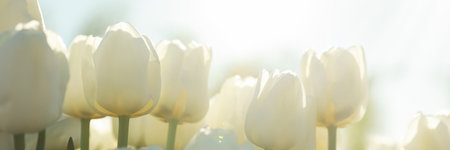 Beautiful tulips outdoors on sunny day, closeup. Banner designの写真素材