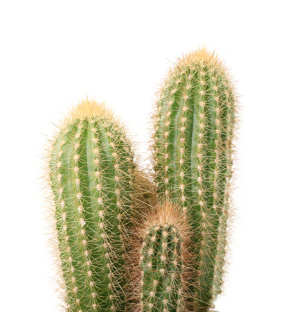 Beautiful green cactus isolated on white. Tropical plantの写真素材
