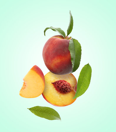 Juicy fresh peaches with green leaves falling on light turquoise backgroundの写真素材