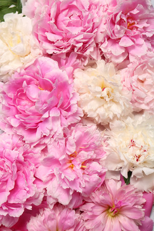 Beautiful aromatic peony flowers as background, closeupの写真素材