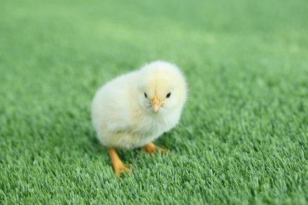 Cute chick on green artificial grass outdoors, closeup. Baby animalの写真素材