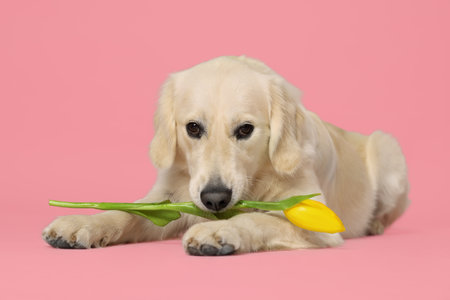 Cute Labrador Retriever dog holding yellow tulip flower on pink backgroundの写真素材