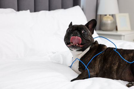 Naughty French Bulldog with electrical wire on bed in roomの写真素材