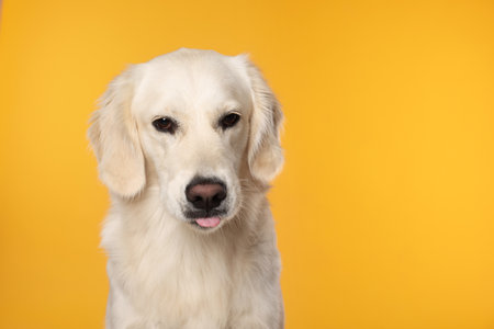Cute Labrador Retriever showing tongue on orange background. Space for textの写真素材
