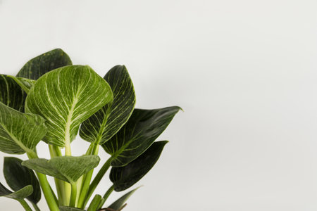 Beautiful philodendron plant on white background, space for text. House decorの写真素材