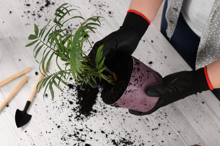 Woman in gloves transplanting houseplant at white table, closeup