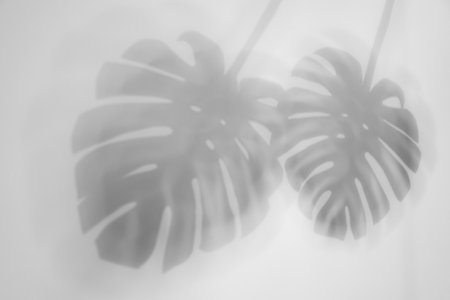 Shadow of monstera plant leaves on light backgroundの写真素材