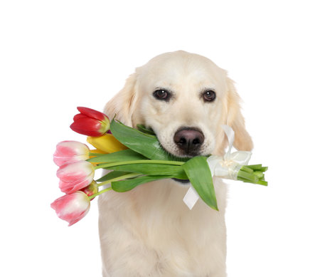 Cute Labrador Retriever with beautiful tulip flowers on white backgroundの写真素材