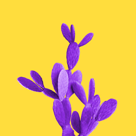 Beautiful violet cactus plant on yellow backgroundの写真素材