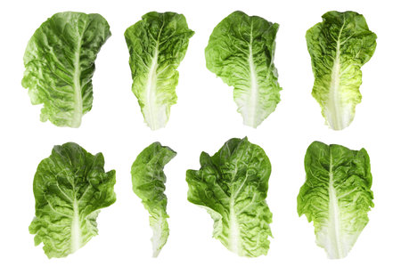 Set of fresh romaine lettuce leaves on white background, different views