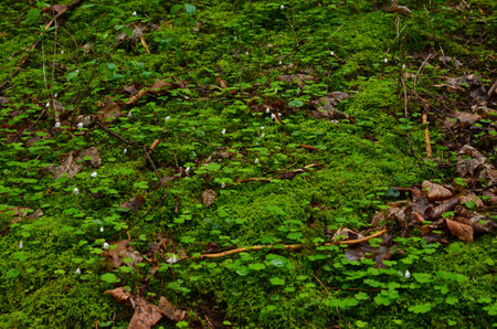 Ground covered with bright moss and fallen leaves in forestの写真素材
