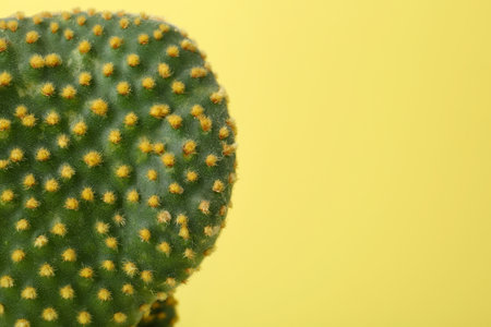 Beautiful green Opuntia cactus on yellow background, closeup. Space for textの写真素材