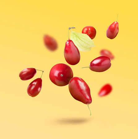 Fresh red dogwood berries and leaves falling on yellow gradient backgroundの写真素材