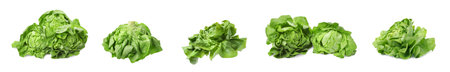 Set of fresh butterhead lettuce on white background, different views