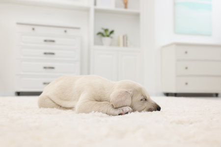 Cute little puppy lying on white carpet at homeの写真素材