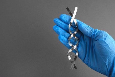 Scientist with DNA molecular chain model made of metal on gray background, closeup. Space for textの写真素材