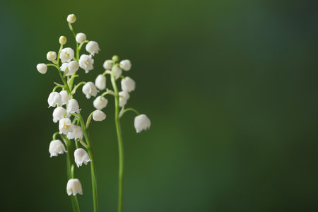 Beautiful lily of the valley flowers on blurred green background, closeup. Space for textの写真素材