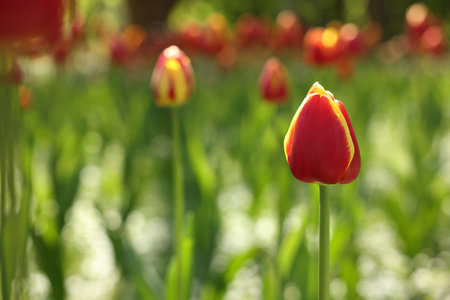 Beautiful bright tulips growing outdoors on sunny day, closeup. Space for text