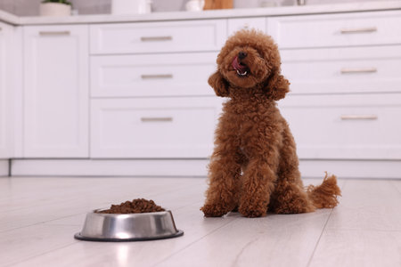 Cute Maltipoo dog near feeding bowl with dry food on floor in kitchen. Lovely petの写真素材