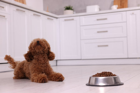 Cute Maltipoo dog near feeding bowl with dry food on floor in kitchen. Lovely petの写真素材
