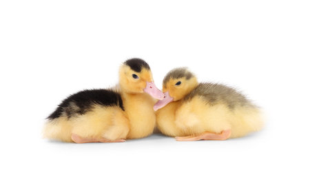 Baby animals. Cute fluffy ducklings on white backgroundの写真素材
