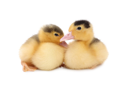Baby animals. Cute fluffy ducklings on white backgroundの写真素材