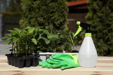 Seedlings growing in plastic containers with soil, rubber gloves and spray bottle on wooden table outdoorsの写真素材