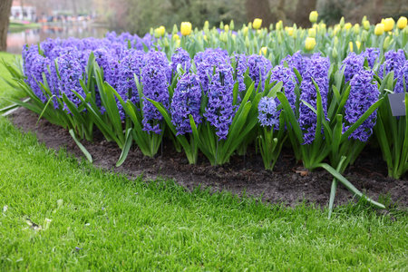 Beautiful hyacinth and tulip flowers growing in parkの写真素材