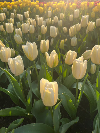 Beautiful tulip flowers growing outdoors on sunny day