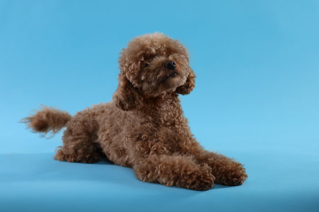 Cute Maltipoo dog on light blue background. Lovely petの写真素材