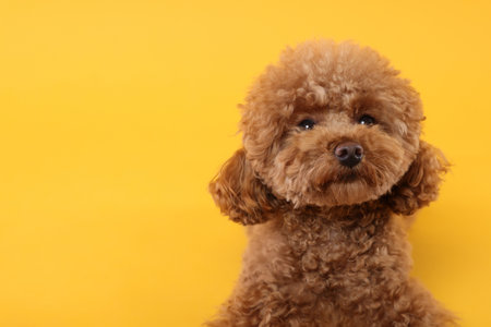 Cute Maltipoo dog on orange background, space for text. Lovely petの写真素材