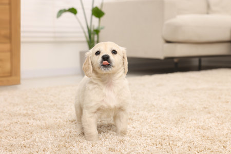 Cute little puppy on beige carpet at homeの写真素材