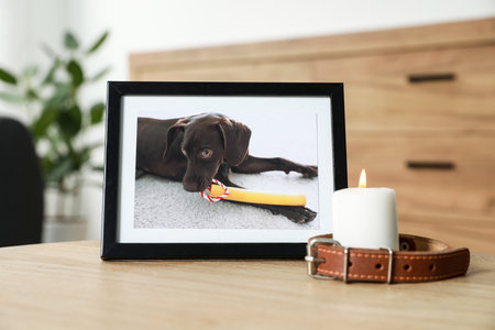 Frame with picture of dog, collar and burning candle on wooden table indoors. Pet funeralの写真素材