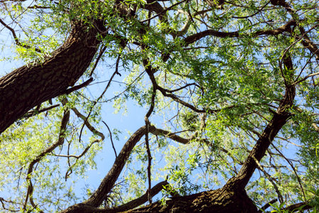 Beautiful willow tree with green leaves growing outdoors on sunny day, low angle view