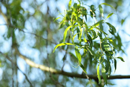 Beautiful willow tree with green leaves growing outdoors on sunny day, closeup. Space for textの写真素材