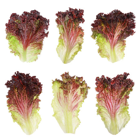 Set of red lettuce leaves on white background, top viewの写真素材