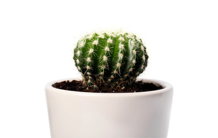 Beautiful green cactus in pot isolated on whiteの写真素材
