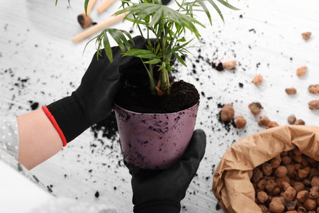 Woman in gloves transplanting houseplant at white table, closeupの写真素材