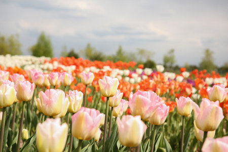 Beautiful colorful tulip flowers growing in fieldの写真素材
