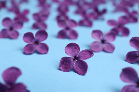 Beautiful lilac flowers on light blue background, closeupの写真素材