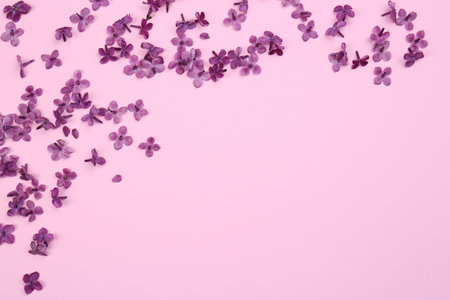 Beautiful lilac flowers on pink background, flat lay. Space for textの写真素材