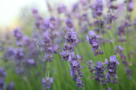 Beautiful blooming lavender growing in field, closeup. Space for textの写真素材