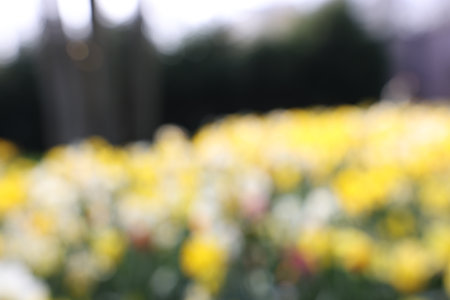 Blurred view of daffodil flowers growing in parkの写真素材
