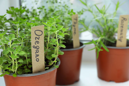 Fresh potted oregano and other herbs on windowsill indoors, closeupの写真素材