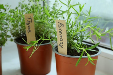 Different fresh potted herbs on windowsill indoors, closeupの写真素材