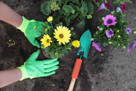 Woman in gardening gloves planting beautiful blooming flowers outdoors, top viewの写真素材