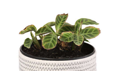 Houseplant with damaged leaves on white background, closeupの写真素材